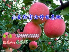 15763356555銷售山東日照紅富士蘋果圖1