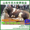 出售優(yōu)質(zhì)肉牛犢西門塔爾牛