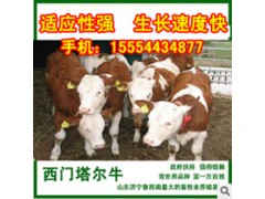 肉牛育肥牛種牛牛犢圖2