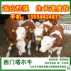 肉牛育肥牛種牛牛犢價(jià)格