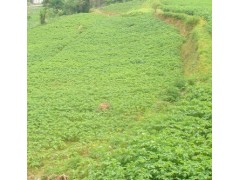 劍川紅云南馬鈴薯新代表劍川縣山母馬鈴薯農(nóng)民專業(yè)合作社圖2