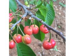 昭通市果苗培植基地專業(yè)供應(yīng)水果苗, 大櫻桃苗批發(fā)價格圖2