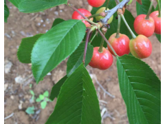 昭通市果苗培植基地專業(yè)供應(yīng)水果苗, 大櫻桃苗批發(fā)價格圖3