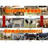 供應(yīng)肉牛犢、小毛驢、德州驢、魯西黃牛、西門塔爾牛