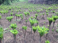 云南年銷售包依消魔芋種子5000余噸的供應(yīng)商基地圖3