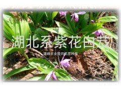 云南紫花白芨/常年供應(yīng)白芨組培苗、馴化苗、白芨種莖供貨商圖3