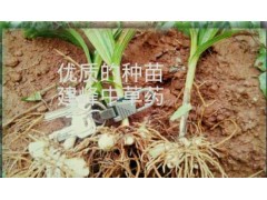 白芨組培苗、馴化苗、白芨種莖圖2