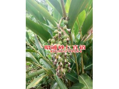 專業(yè)花椒砂仁批發(fā)0871-64155848圖2