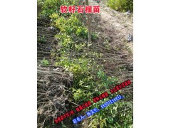 軟籽石榴苗供應(yīng)信息_永平縣石家村新品種果苗繁育基地圖2