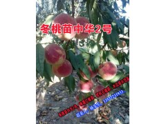 冬桃苗中華2號苗果苗供應(yīng)價格圖2