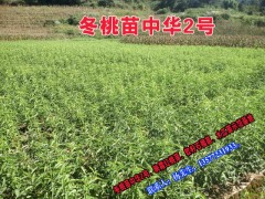 冬桃苗中華2號苗果苗供應(yīng)價格圖3