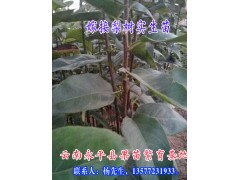 大理\楚雄\紅河\文山\西雙版納梨苗批發(fā)商家圖2