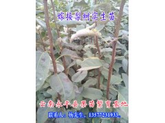 大理\楚雄\紅河\文山\西雙版納梨苗批發(fā)商家圖3