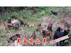 昆明山羊哪家好_山羊批發(fā)價格信息圖2