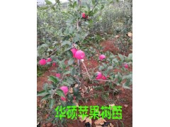 最新華碩蘋果樹苗_2016最新品種蘋果苗華碩蘋果苗圖3