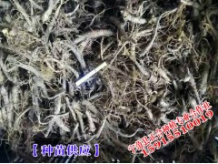 紫草烏種苗哪里好_麗江寧蒗紫草烏種植圖2