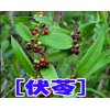 云南普洱產(chǎn)地伏苓批發(fā)*伏苓種植技術指導%包回收公司