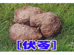 云南普洱產(chǎn)地伏苓批發(fā)*伏苓種植技術(shù)指導(dǎo)%包回收公司圖2