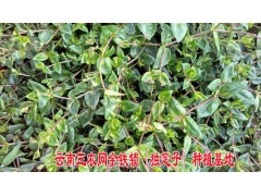 快遞金鐵鎖除草劑[獨(dú)定子苗后專用除草劑]供應(yīng)^云南金鐵鎖除草劑銷售電話13987124018圖3