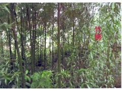 老人癸樹(shù)苗|竹柳基地價(jià)格*老人癸樹(shù)苗|竹柳培育種植技術(shù)圖2