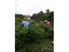 種植軟籽石榴對土壤、氣候的要求圖3