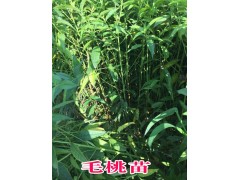 鐵核桃苗（營養(yǎng)袋苗）/鐵核桃苗樹苗供應銷售圖3