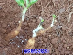 小草烏*獨定子種植基地種子供應(yīng)圖1