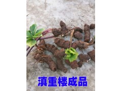 云南滇重樓*重樓種苗銷售[會(huì)澤重樓多少一斤]087164155848圖2