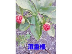 紅河/會(huì)澤2-5年生的重樓種子銷售087164155848圖1