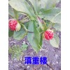 紅河/會(huì)澤2-5年生的重樓種子銷售087164155848