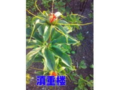 紅河/會(huì)澤2-5年生的重樓種子銷售087164155848圖2