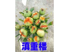 紅河/會(huì)澤2-5年生的重樓種子銷售087164155848圖3