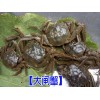 專業(yè)的大閘蟹養(yǎng)殖場◆昆明安寧市溫泉鎮(zhèn)水產(chǎn)養(yǎng)殖場