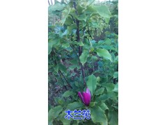 【木蘭花保山木蘭花 騰沖木蘭花苗圃 木蘭花苗木銷售】圖3