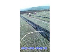 [云南紅豆杉]基地*保山[紅豆杉]樹苗價格信息圖2