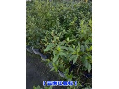 云南紅豆杉種子*紅豆杉種子價格政#優(yōu)質紅豆杉種子銷售信息圖1