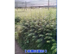 云南紅豆杉種子*紅豆杉種子價格政#優(yōu)質紅豆杉種子銷售信息圖3