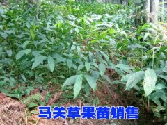 草果苗種植技術指導#2016云南優(yōu)質草果苗批發(fā)#草果圖片圖3