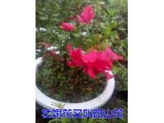 杜鵑花（陽(yáng)山紅、山石榴）苗圃#杜鵑花苗木批發(fā)價(jià)格圖2