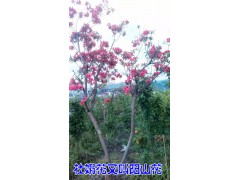 杜鵑花（陽(yáng)山紅、山石榴）苗圃#杜鵑花苗木批發(fā)價(jià)格圖3