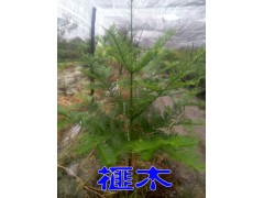 榧木樹苗/香榧的木頭是世界上稀有的經(jīng)濟樹種圖1