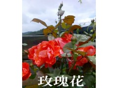 保山玫瑰花苗木*保山新玫瑰花苗木價(jià)格批發(fā)信息圖2