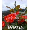 云南玫瑰花（品種）價(jià)格/云南玫瑰花基地苗木銷(xiāo)售信息