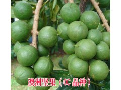 臨滄澳洲堅(jiān)果OC品種苗價(jià)格#臨滄澳洲堅(jiān)果OC品種*澳洲堅(jiān)果A16品種*澳洲堅(jiān)果788*圖2