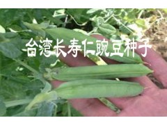 紅河長壽仁豌豆種%玉溪長壽仁豌豆種子銷售#長壽仁豌豆種子價格圖3