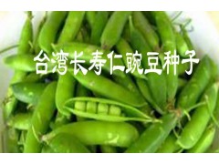 2016長壽仁豌豆種子畝產(chǎn)多少?長壽仁豌豆種子基地價格/圖片圖3