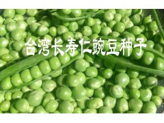 豌豆仁種子快遞&豌豆仁種子貨到付款087164155848圖3