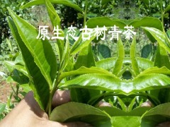 古樹(shù)茶完整單株生散茶批發(fā)價(jià)格圖3