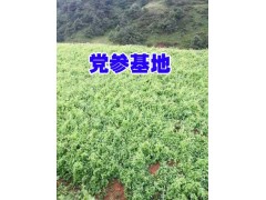 新臭黨參(黨參)基地價(jià)格@昭通黨參種子苗價(jià)格(批發(fā))圖3