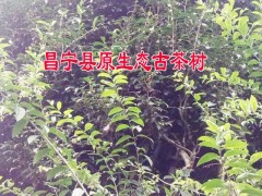 云南單棵生態(tài)古樹(shù)茶哪里有賣(mài)圖3